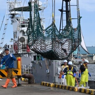 ミンククジラ初水揚げ　海況不良で５日遅れ、釧路沖【釧路市】(2026-08-02)