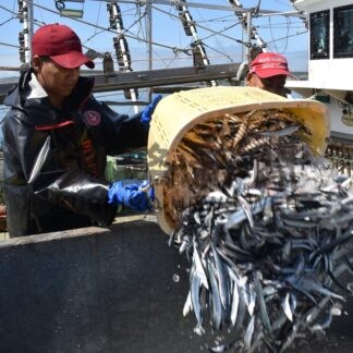 サンマ初水揚げ　棒受け網漁、「これから」　花咲港【根室市】(2026-08-14)