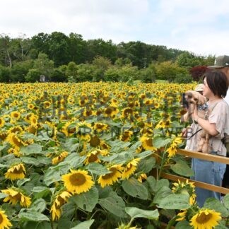 黄色い花のじゅうたん　ほしのふる里開陽の丘、ヒマワリ見頃【中標津町】(2026-08-16)