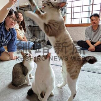保護猫１７匹の飼い主探す　釧路のカバチはうす、根室で初譲渡会【根室市】(2026-08-17)