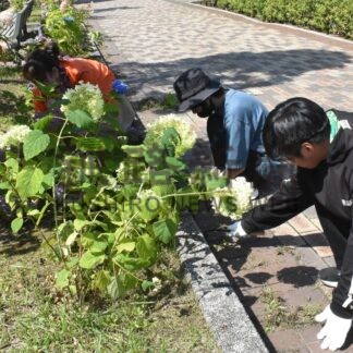 芸術館前庭きれいに　釧商女性会、養護学校生と草刈り作業【釧路市】(2026-09-08)