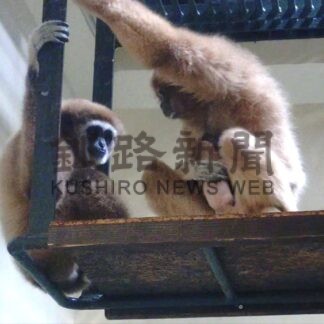 シロテテナガザル 赤ちゃん誕生　釧路市動物園、一般公開、母子共に元気【釧路市】(2026-09-09)