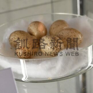 「シマクイナ」の巣と卵展示　絶滅危惧種の鳥類、国内２例目の発見　釧路市立博物館【釧路市】_1(2026-09-18)