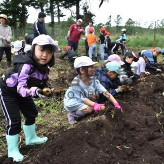 ジャガイモ植え付けと収穫　標茶高、児童が農園体験【標茶町】(2026-09-18)
