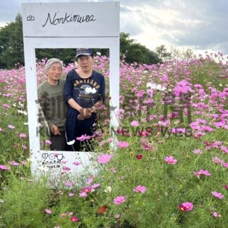 コスモス、色とりどり　のんき村に迷路や撮影スポット【厚岸町】(2026-09-20)