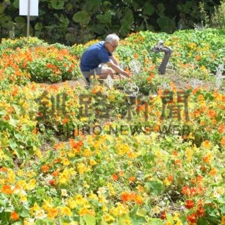 秋本番キンレンカ満開　大島さん空き地活用し研究【釧路市】(2026-09-27)