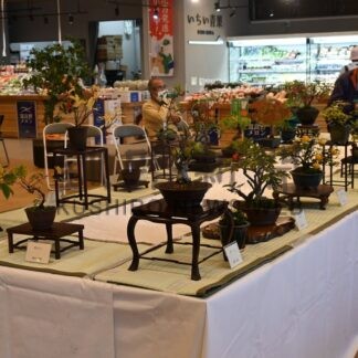 実をつけた作品も披露　きょうまで秋の小さな盆栽展【釧路市】(2026-10-04)