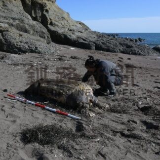 世界最大級「オサガメ」　岩見浜で死骸発見【釧路市】(2026-10-05)