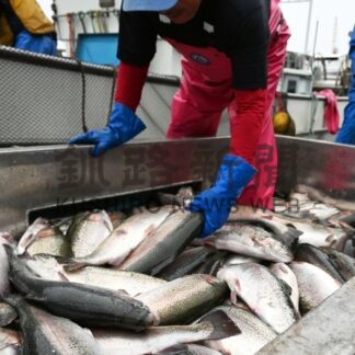 くしろ茜サーモン今季初水揚げ　副港海面養殖　浜に活気、１９日からフェアも【釧路市】(2026-10-15)