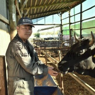 新ブランド牛 生産開始　クラフトビールかす給餌、付加価値向上目指す　鶴居斉藤農場【鶴居村】(2026-10-16)