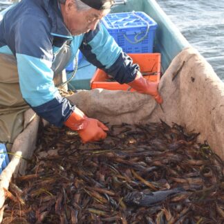 秋のシマエビ漁再開　２年ぶり、１㌧水揚げ【別海町】(2026-10-17)