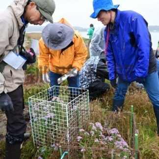 「ウラギク」保護柵有効　根室ワイズユースの会　シカの食害に効果確認【根室市】(2026-10-17)