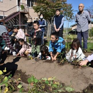 サツマイモ収穫楽しい　標茶の趣味クラブ部会、園児と高齢者親睦【標茶町】(2026-10-19)