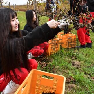おいしいワインになあれ　阿寒高生がブドウ収穫体験【釧路市】(2026-10-21)